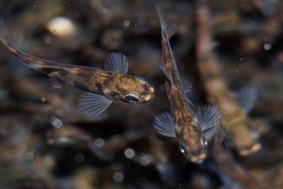 Pisciculture du Moulin Piat : élevage de truites dans l'Allier (03), Loire (42) & dans le Puy-de-Dôme (63)