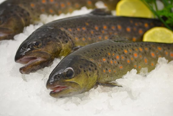 Pisciculture du Moulin Piat : vente de truites dans l'Allier (03), Loire (42) & dans le Puy-de-Dôme (63)