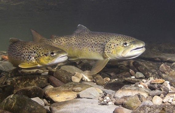 Pisciculture du Moulin Piat : vente truite Fario et Arc-en-ciel dans l'Allier (03), Loire (42) & dans le Puy-de-Dôme (63)