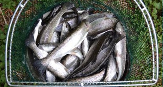 Truites fra&icirc;chement p&ecirc;ch&eacute;es dans une &eacute;puisette de p&ecirc;che