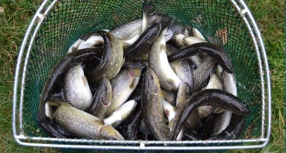 Panier rempli de truites p&ecirc;ch&eacute;es dans une &eacute;puisette de p&ecirc;che