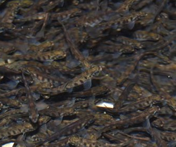 Banc de petits poissons juv&eacute;niles nageant dans une eau claire