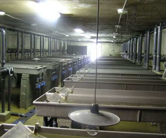 Bassins d&rsquo;&eacute;levage de poissons dans une pisciculture en int&eacute;rieur