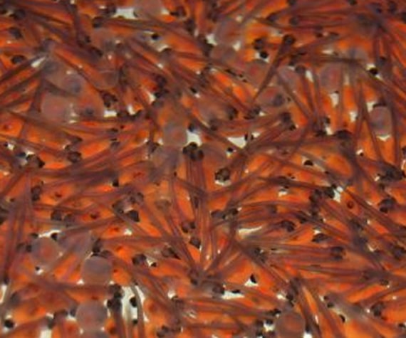 Alevins de poissons orange regroup&eacute;s dans un bassin d&rsquo;&eacute;closerie piscicole
