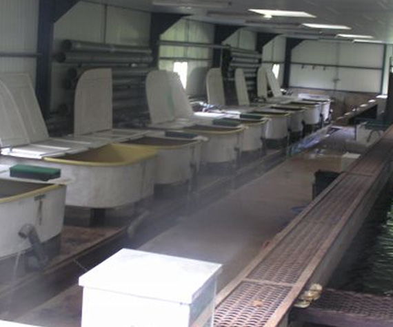Bacs d&rsquo;&eacute;levage de poissons dans une installation de pisciculture int&eacute;rieure
